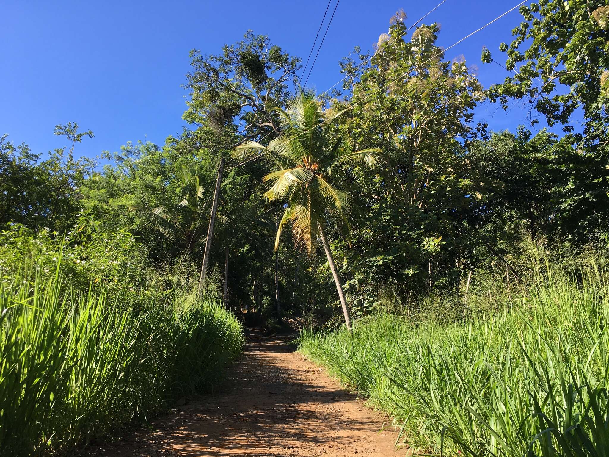 Image of coconut palm