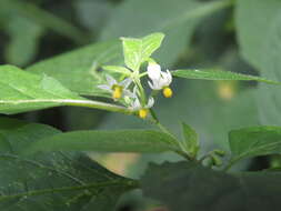 Plancia ëd Solanum nigrum L.