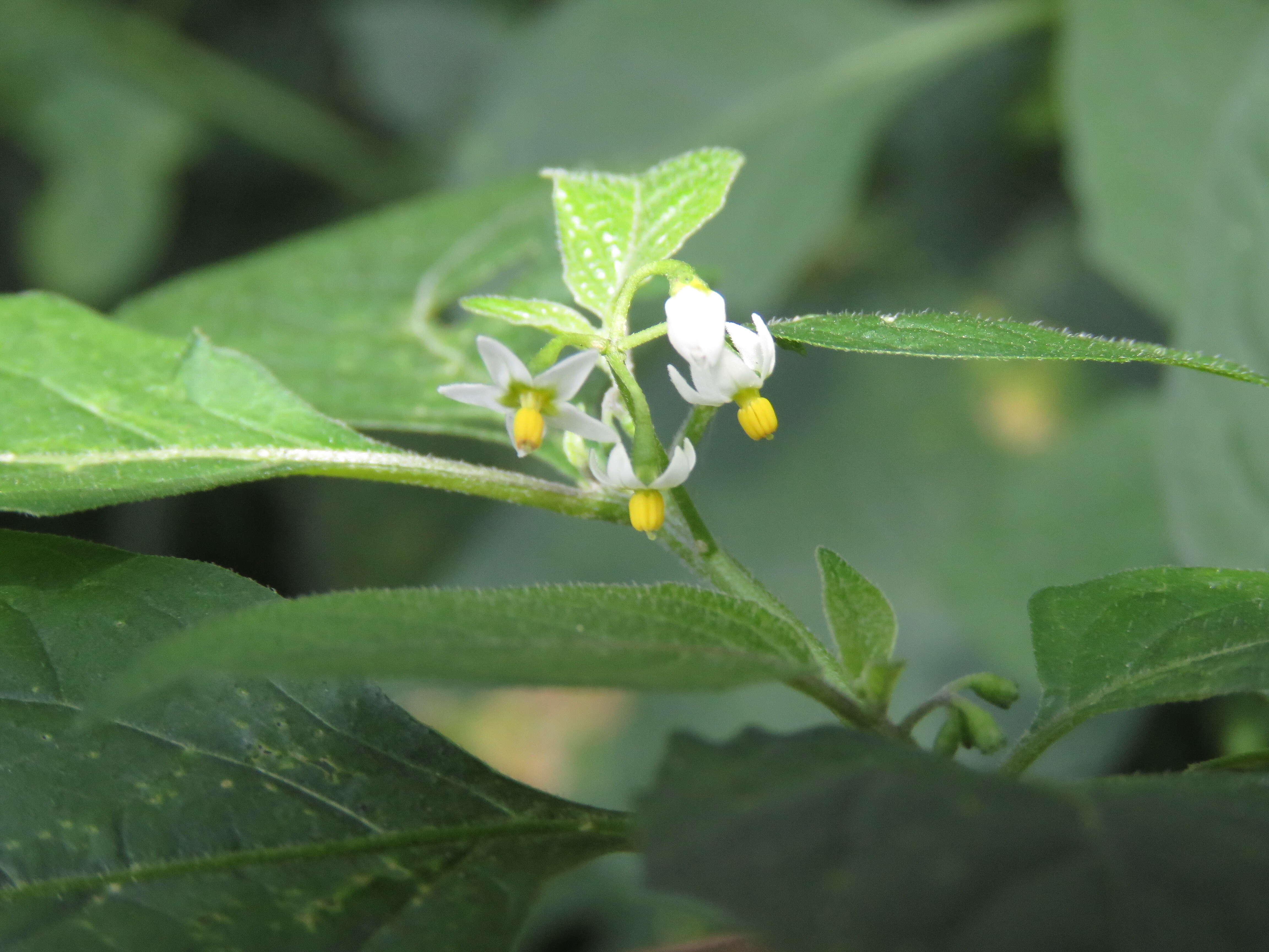 Plancia ëd Solanum nigrum L.