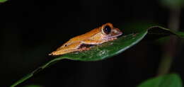 Image of Böhme's Bright-eyed Frog