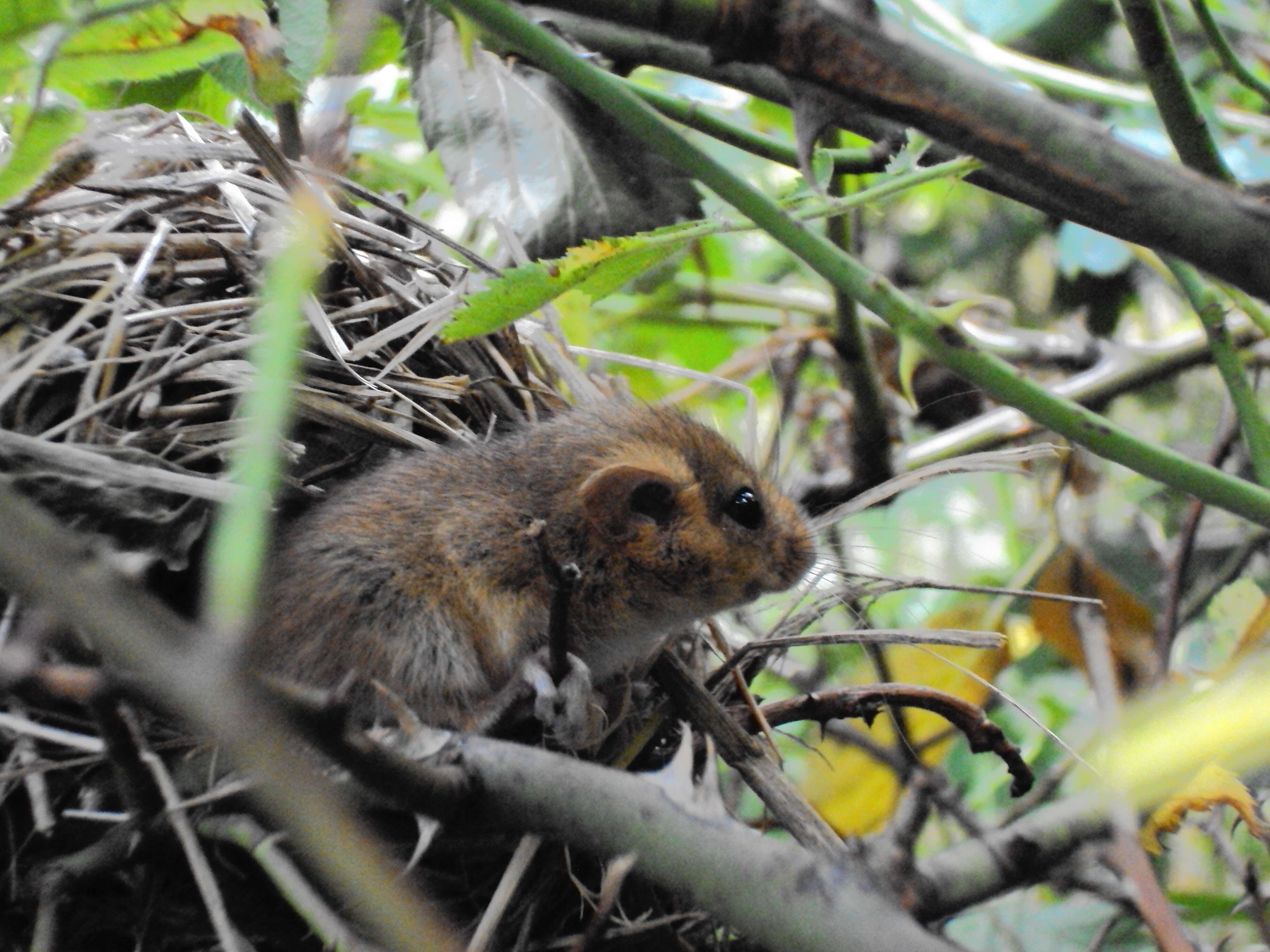 Image of hazel dormouse