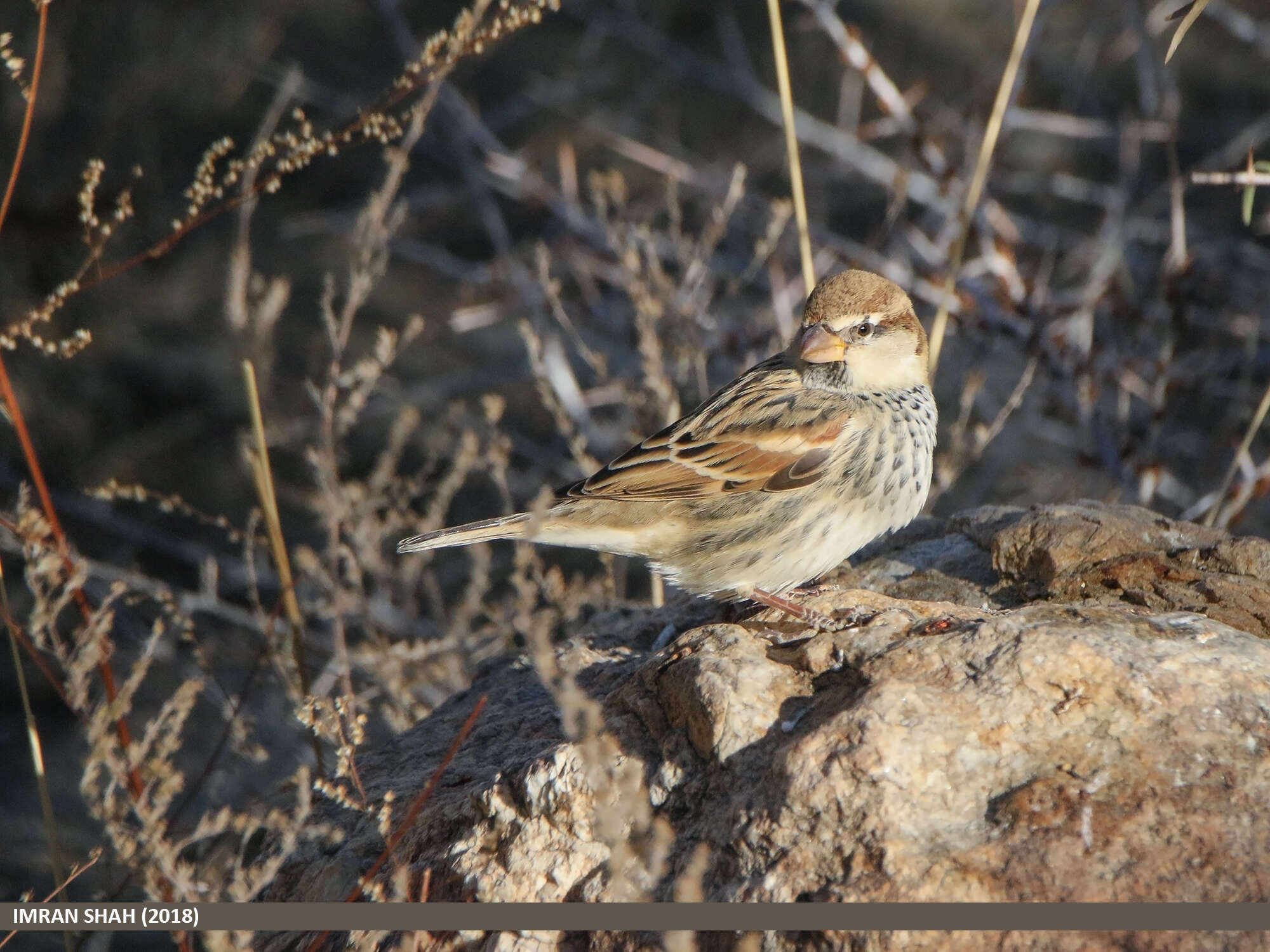 Image of Spanish Sparrow