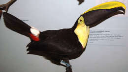 Image of Chestnut-mandibled Toucan