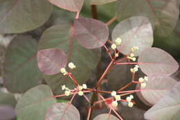 Image of Mexican shrubby spurge