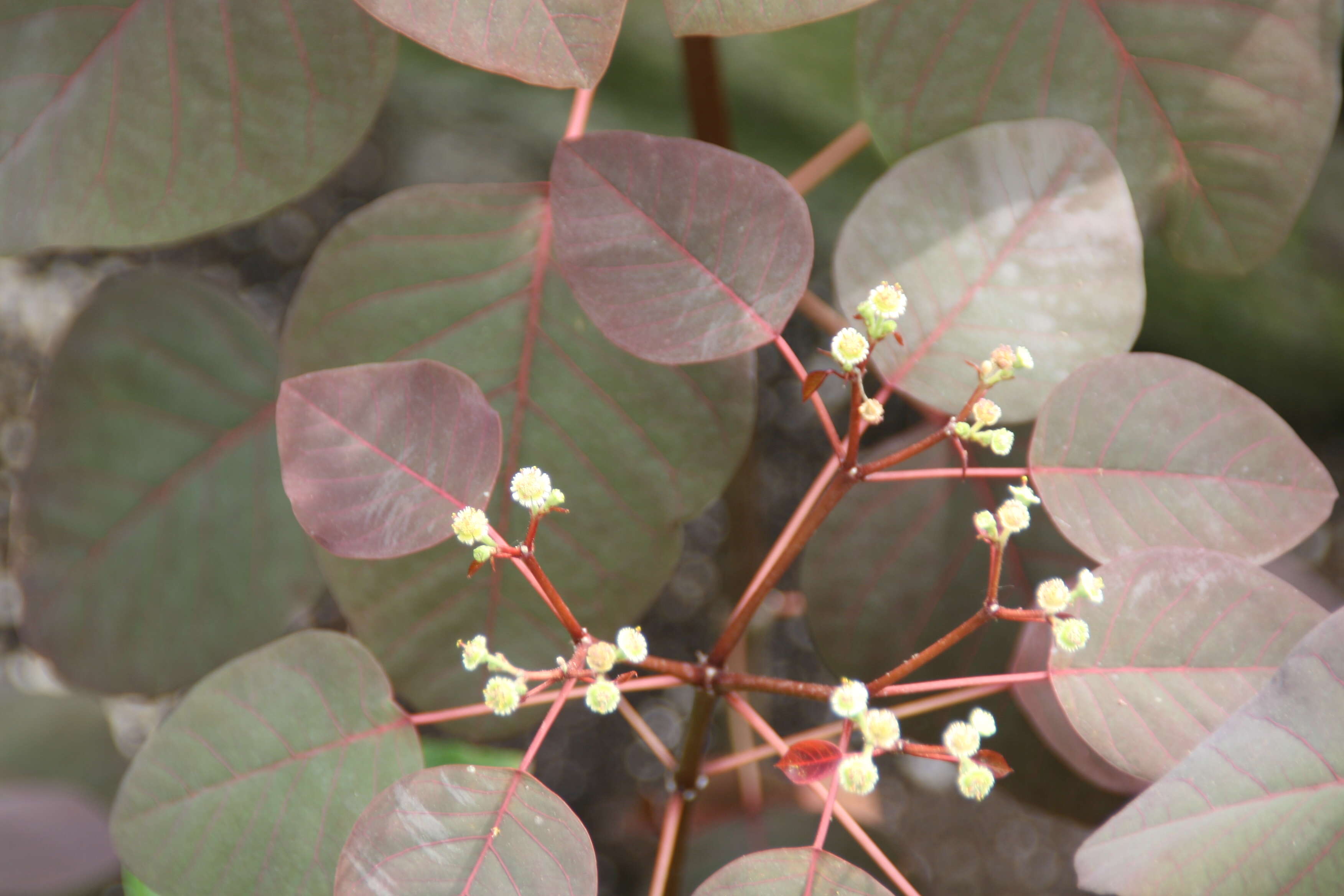 Image of Mexican shrubby spurge