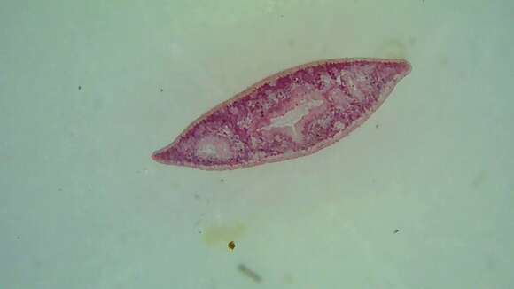 Image de Planaria