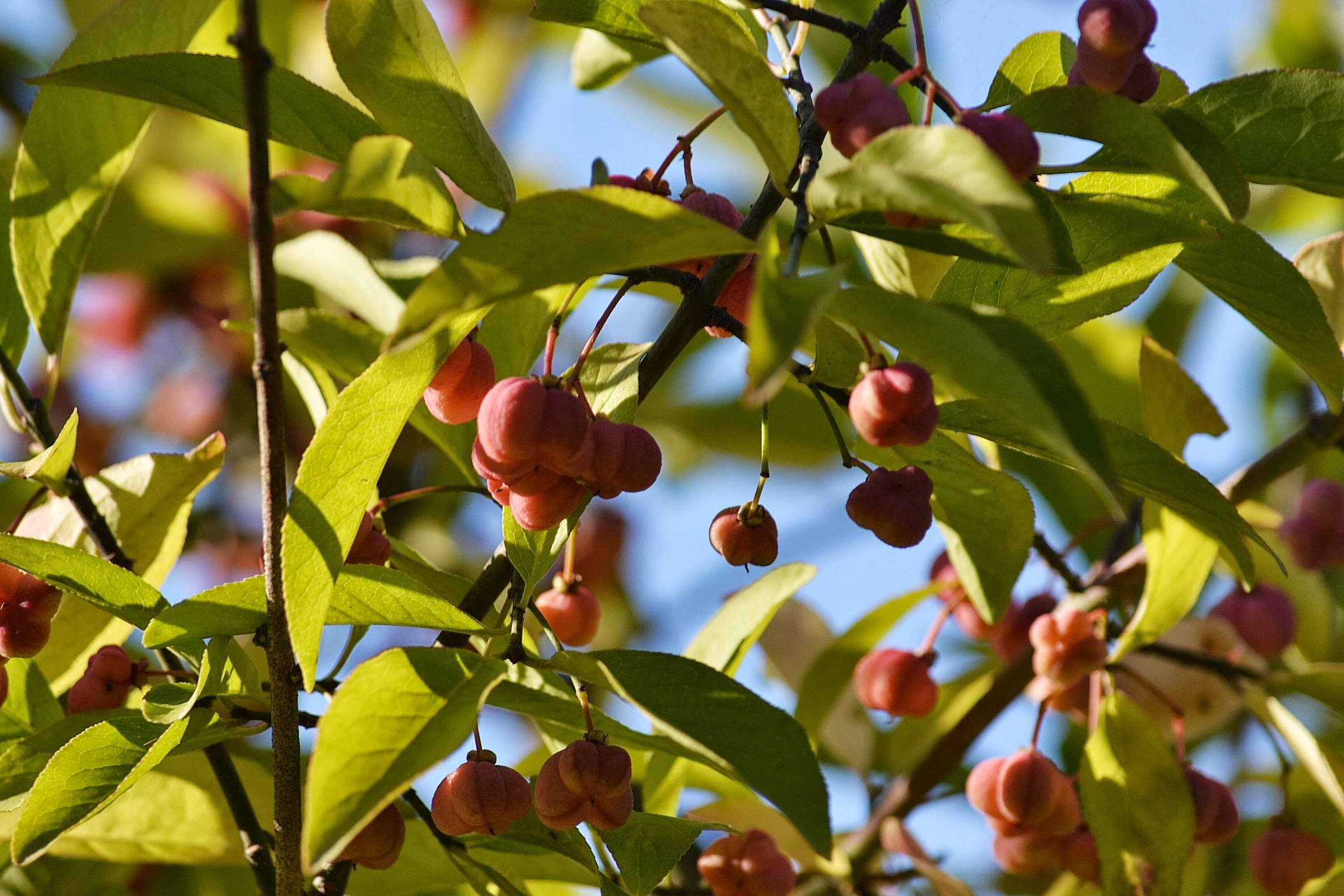 Image of Common spindle tree