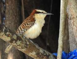 Image of Rufous-backed Wren