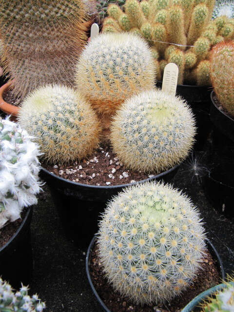 Image of Mammillaria laui D. R. Hunt