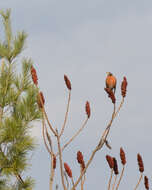 Image of American Robin