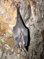 Image of Formosan Woolly Horseshoe Bat