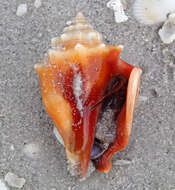 Image of Florida fighting conch