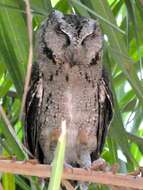 Image of Collared Scops Owl