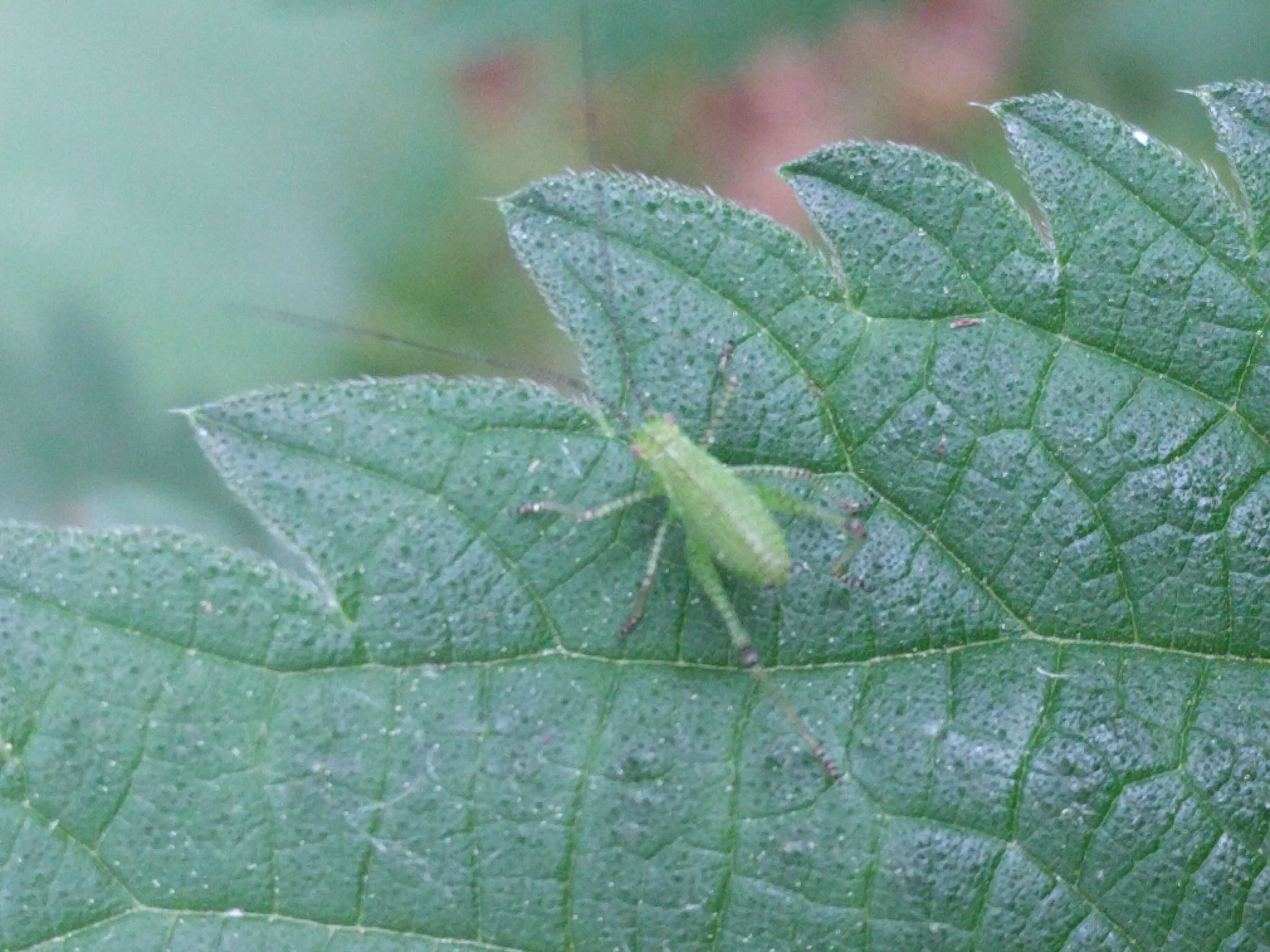 Image of speckled bush-cricket