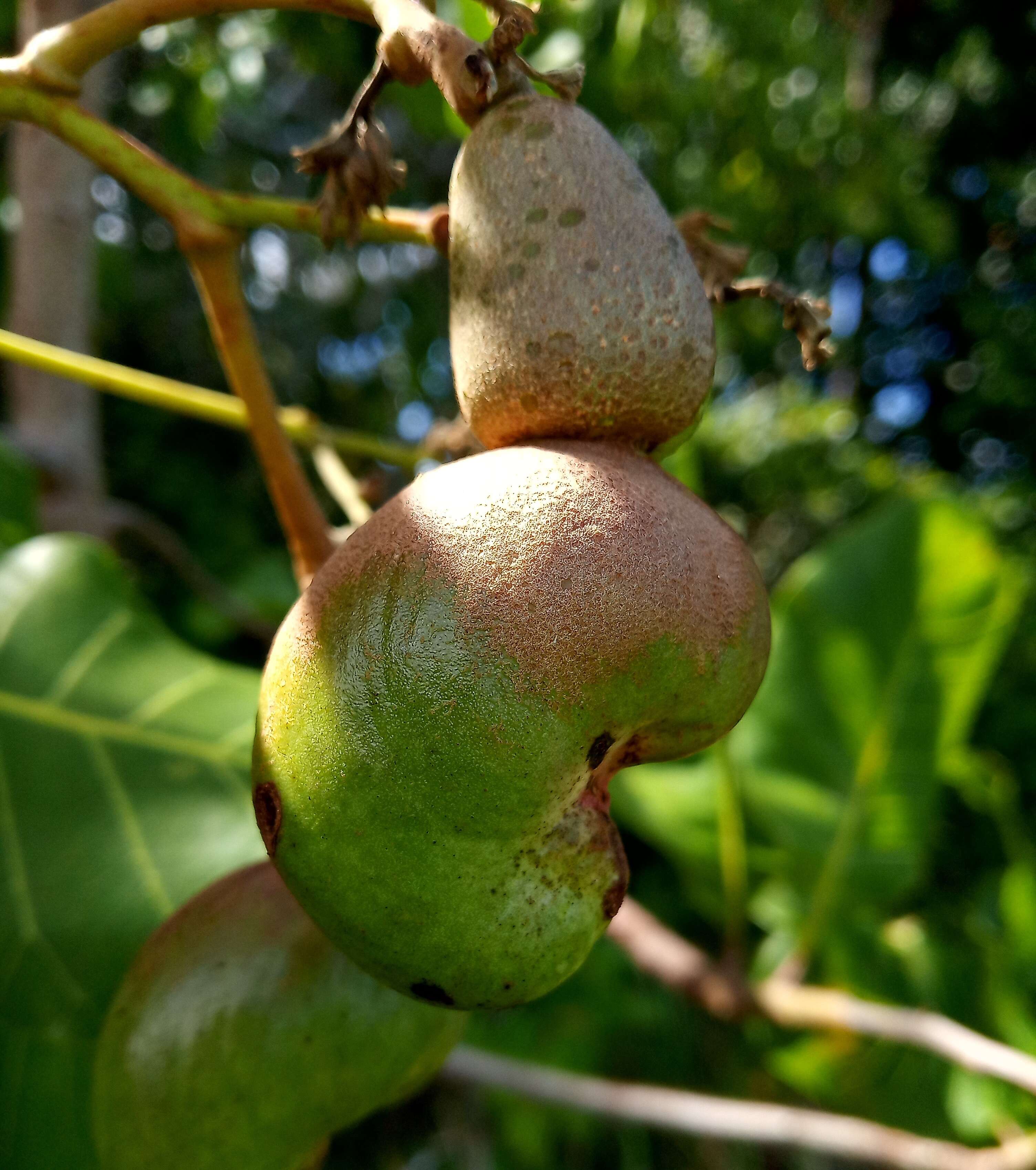 Image of cashew