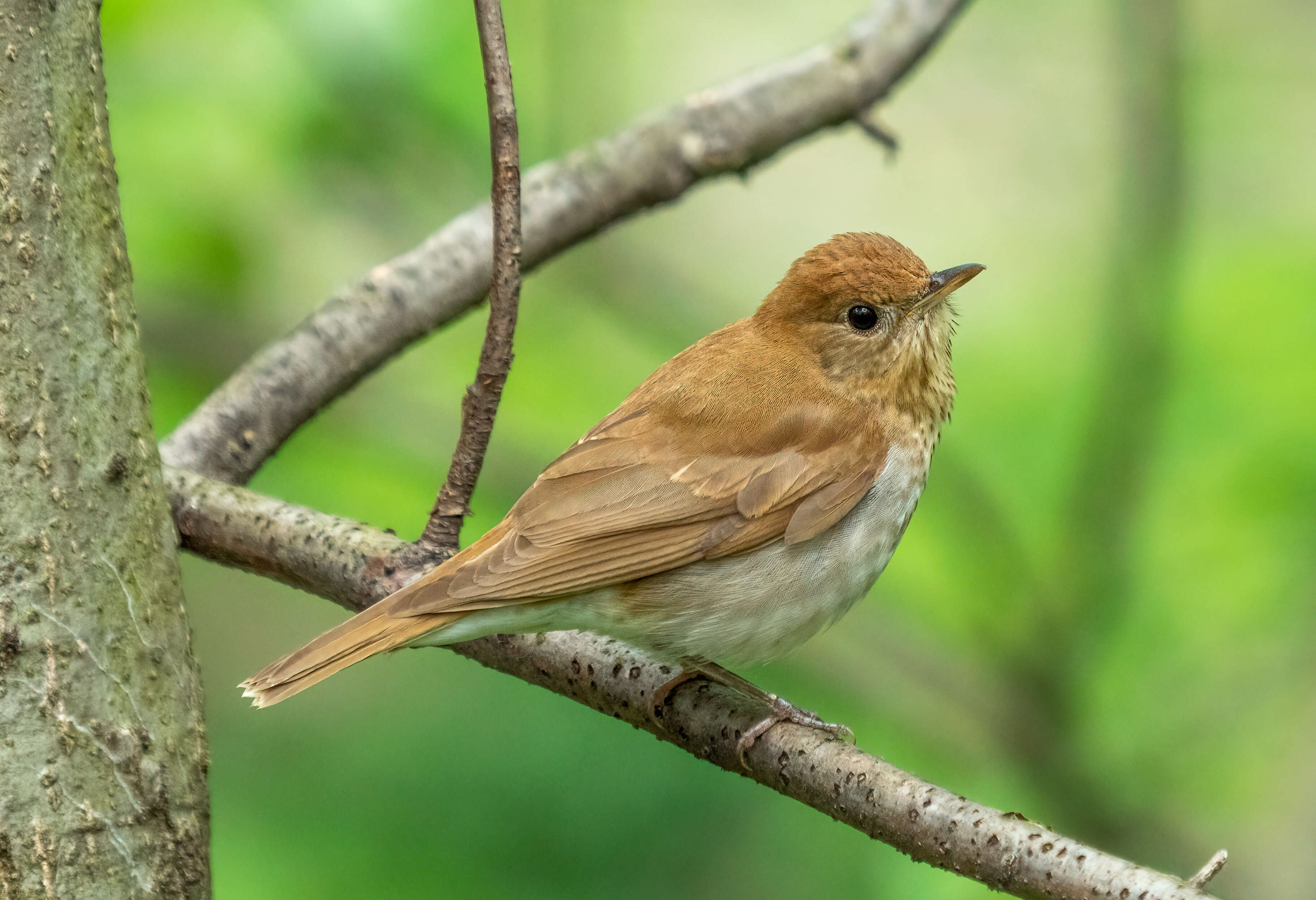 Image of Veery