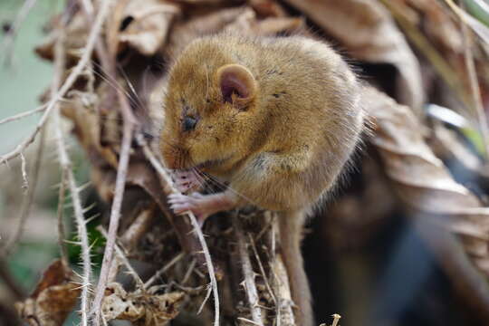 Image of hazel dormouse