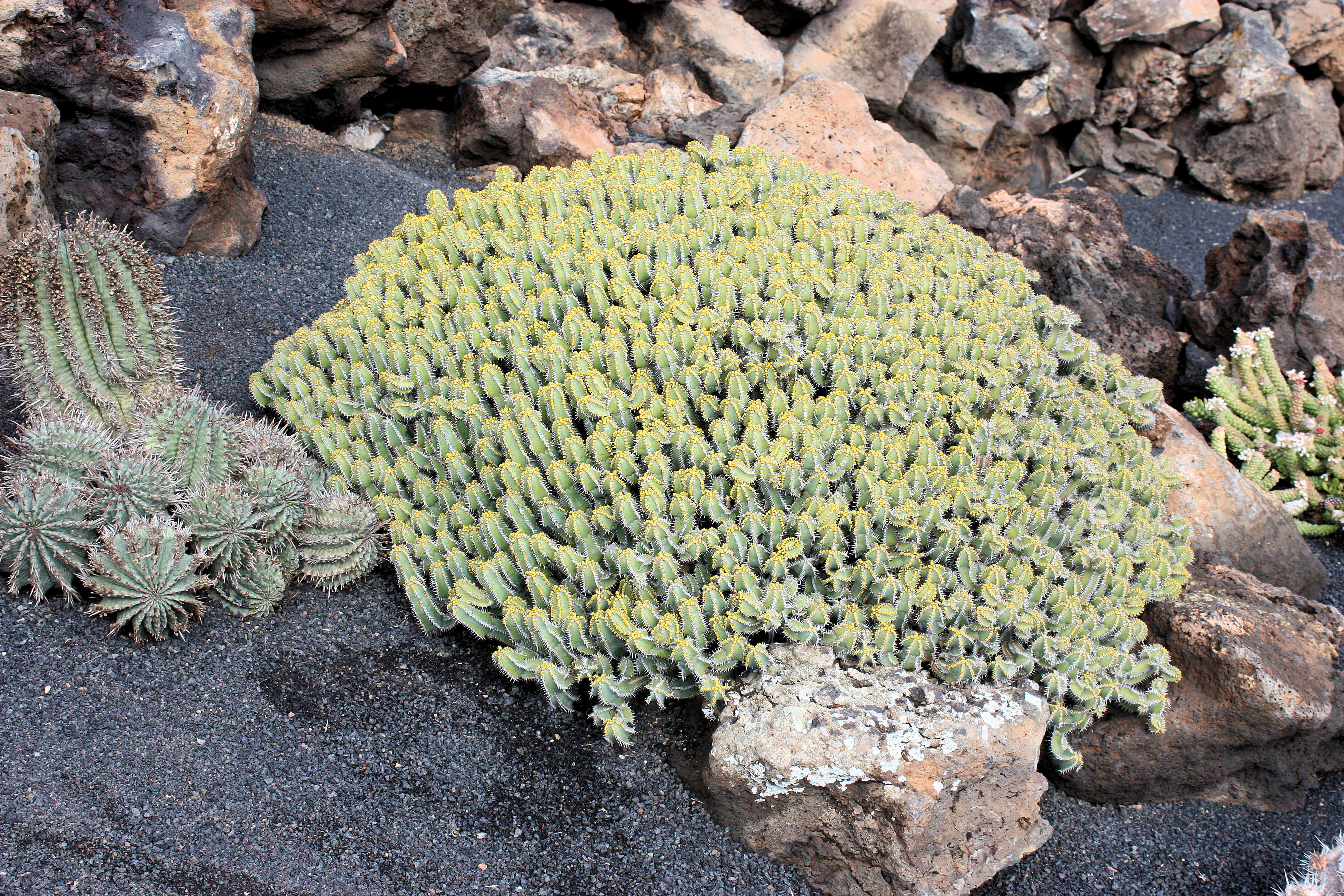 Image of Euphorbia griseola Pax