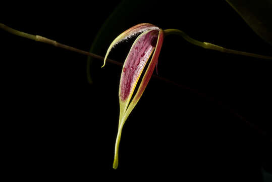 Image of Red horntail orchid