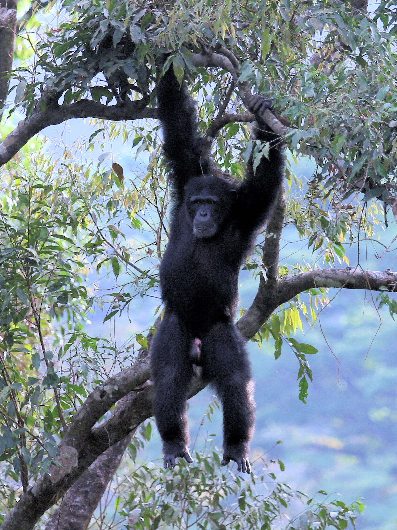 Image of western chimpanzee