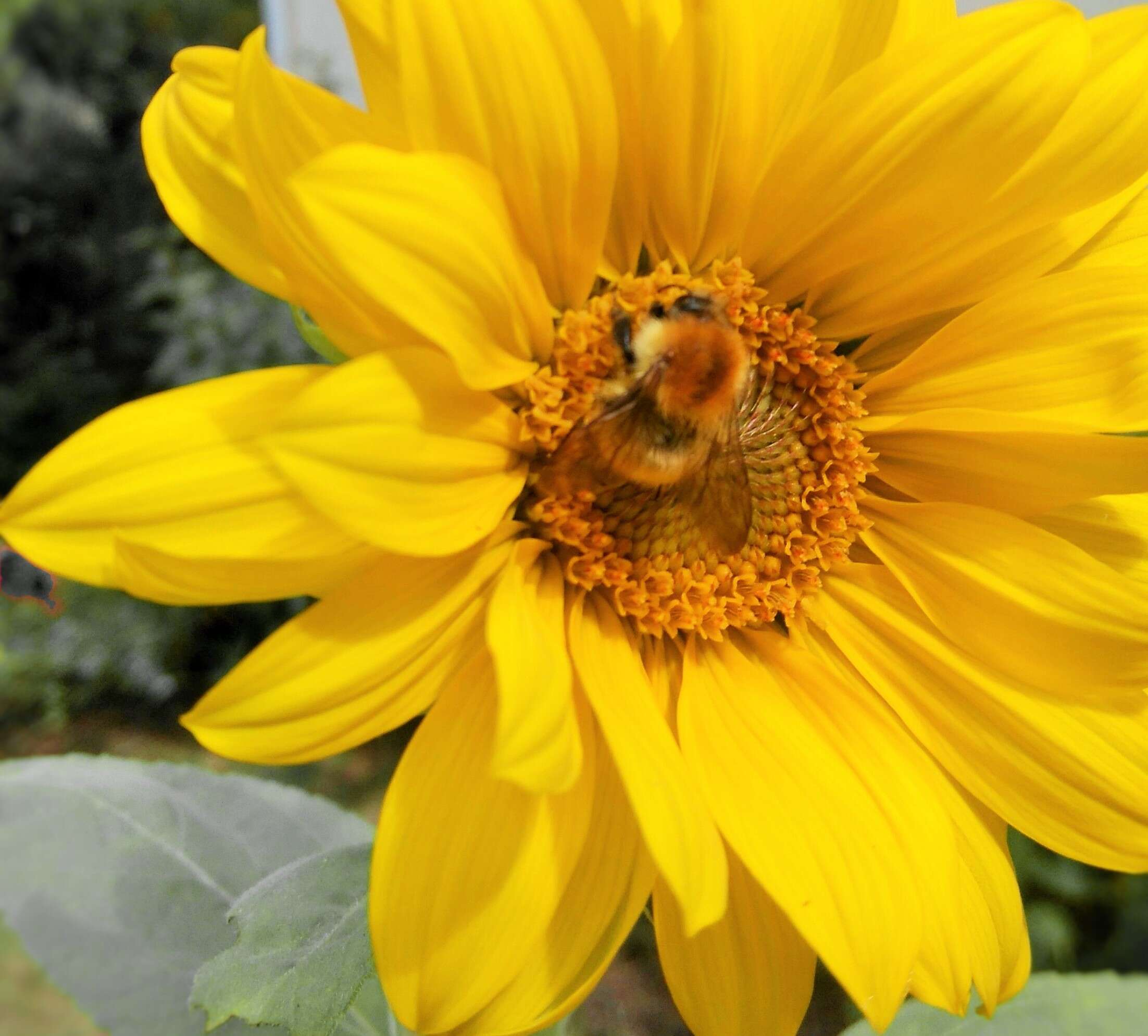 Image of fewleaf sunflower