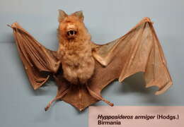 Image of Great Himalayan Leaf-nosed Bat