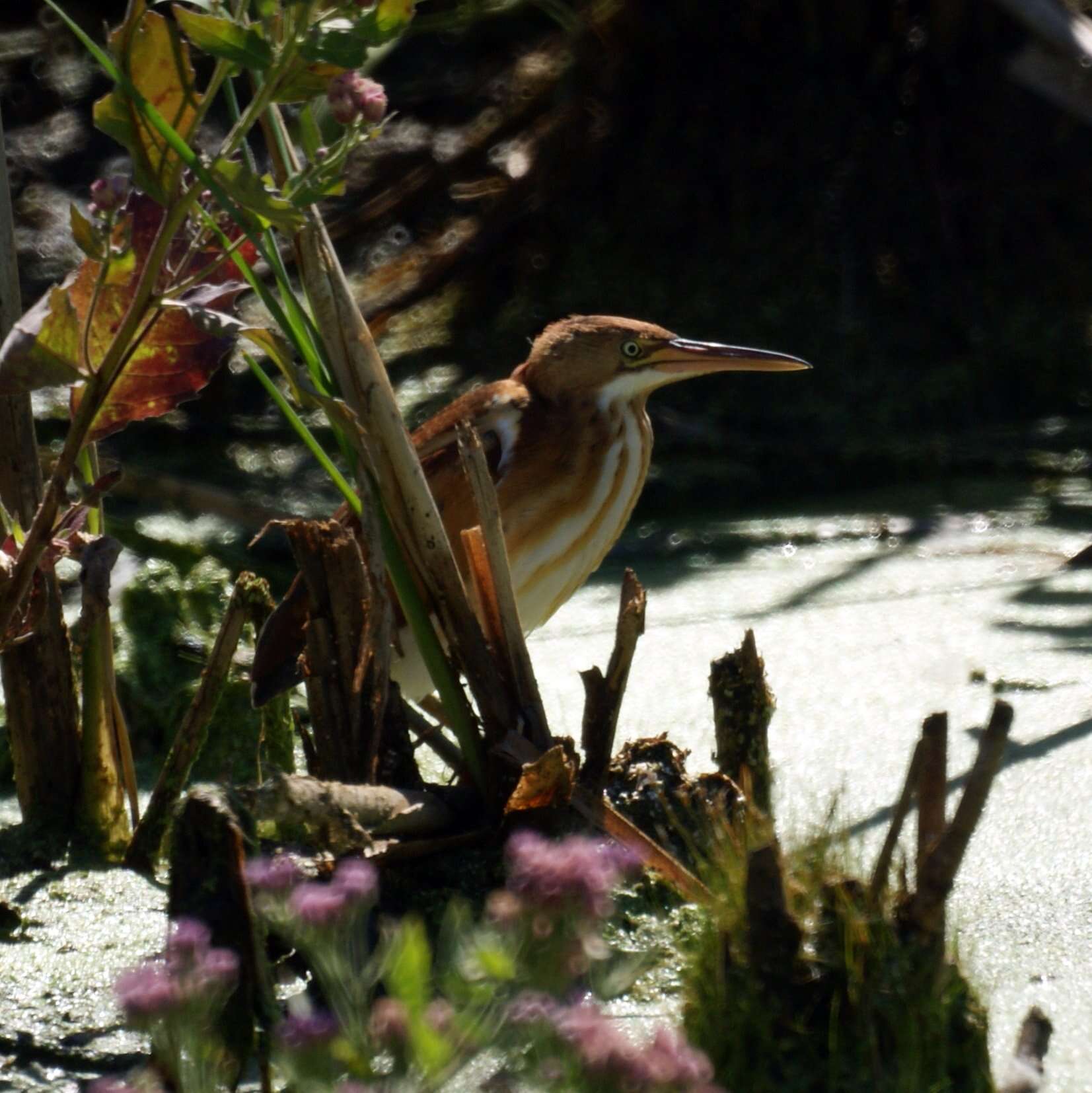 Image of Least Bittern