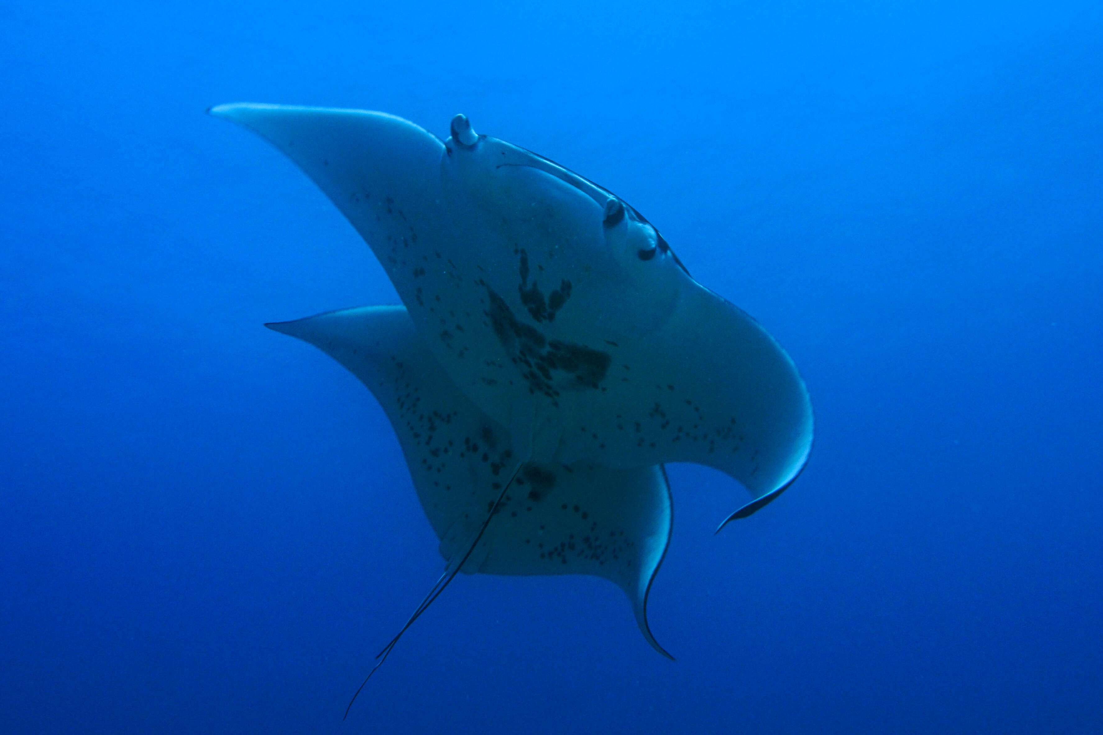 Image of Chevron Manta Ray