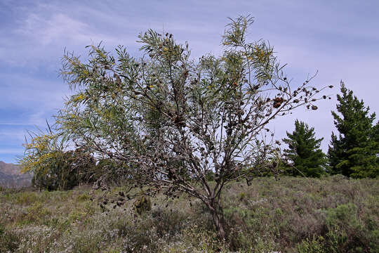 Image of orange wattle