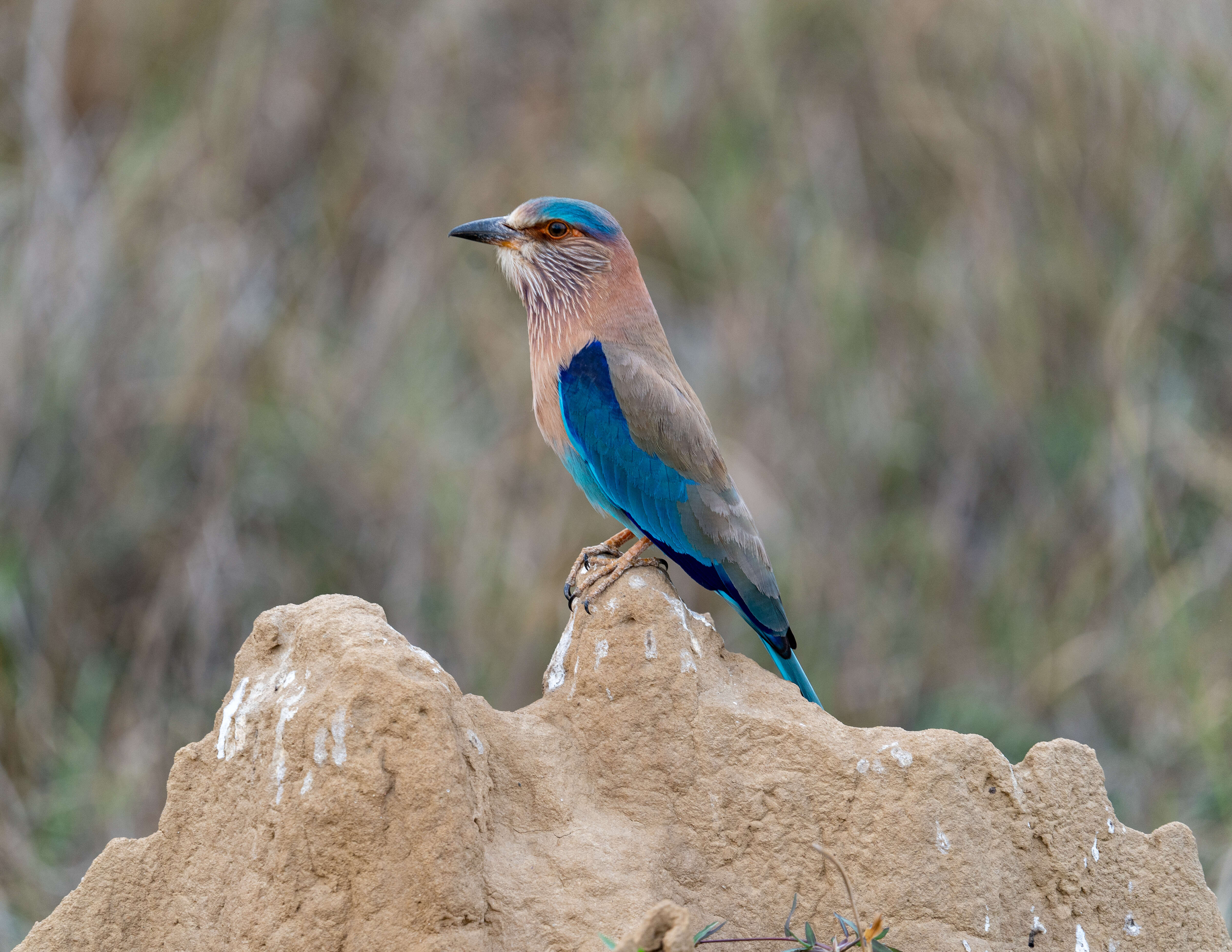 Imagem de Coracias benghalensis (Linnaeus 1758)