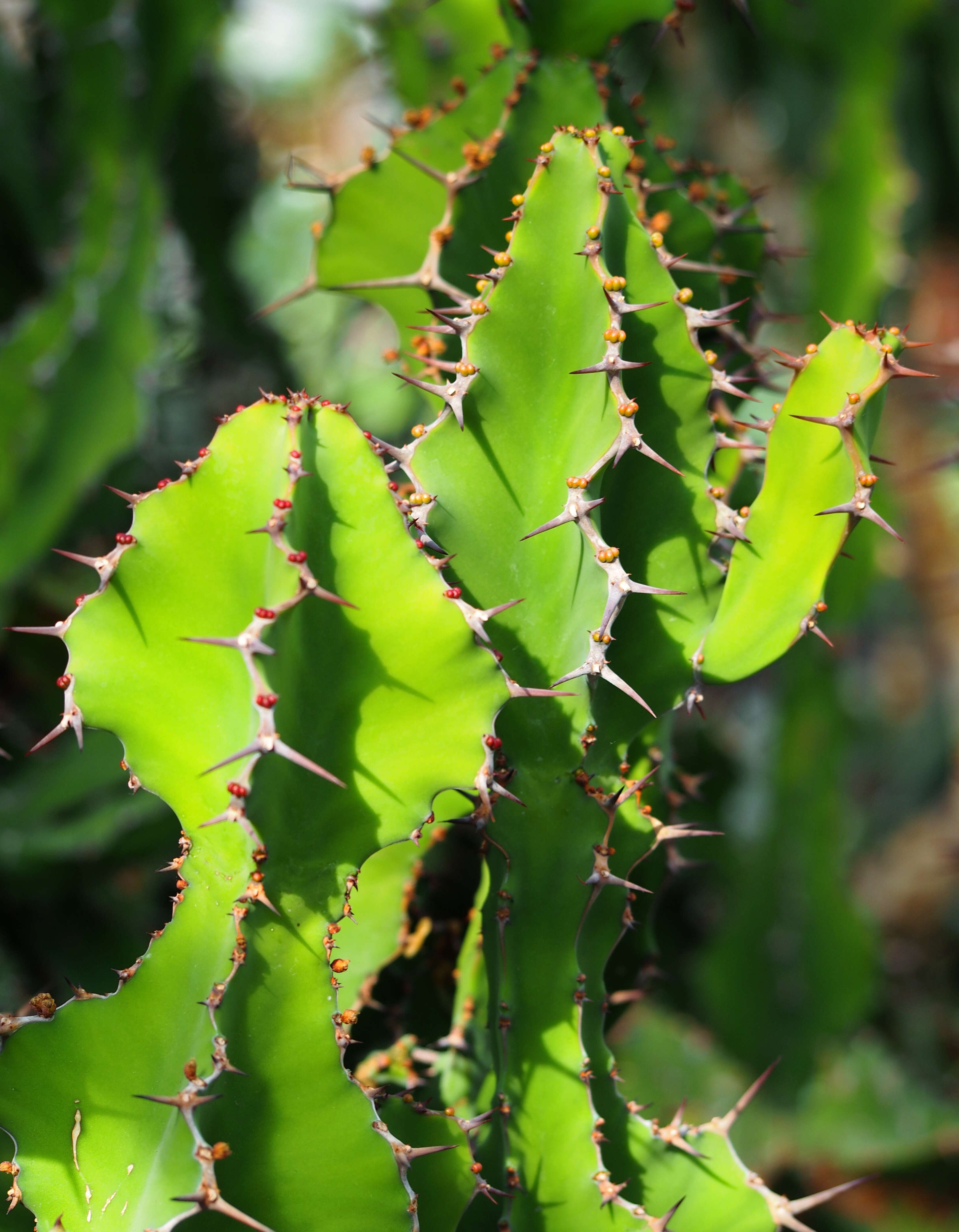 Euphorbia grandialata R. A. Dyer resmi