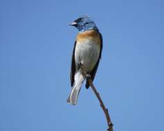 Image of Lazuli Bunting