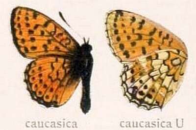 Image of Twin-spot Fritillary