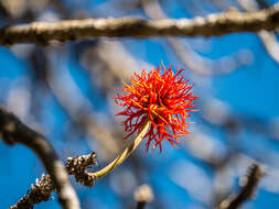 Image of erythrina