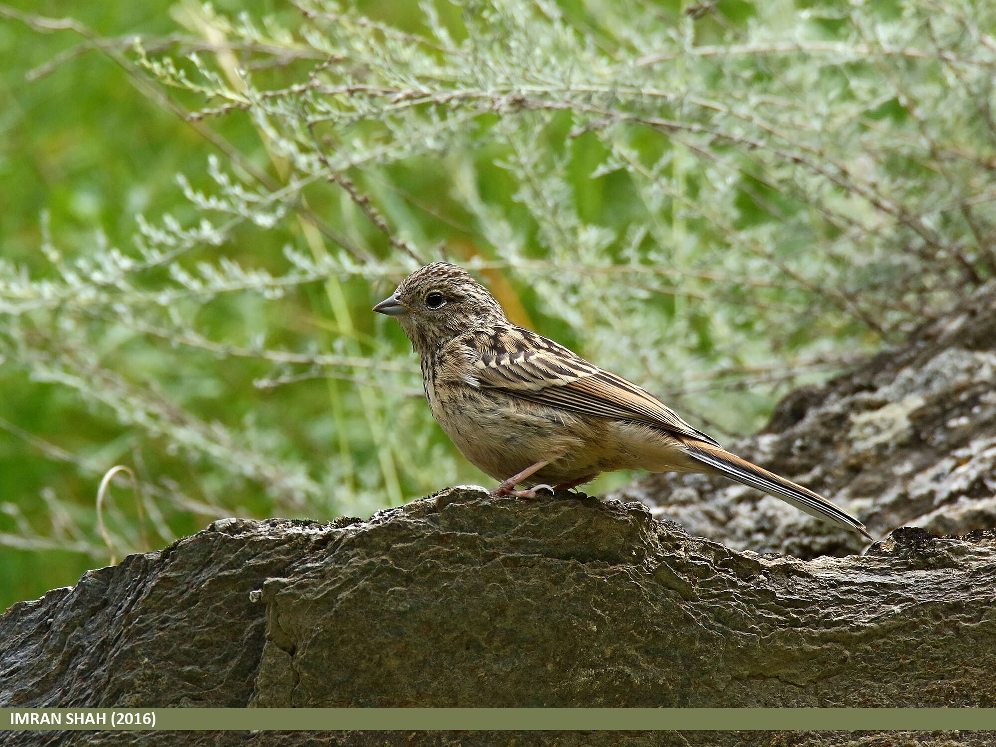 Image of Chestnut-breasted Bunting