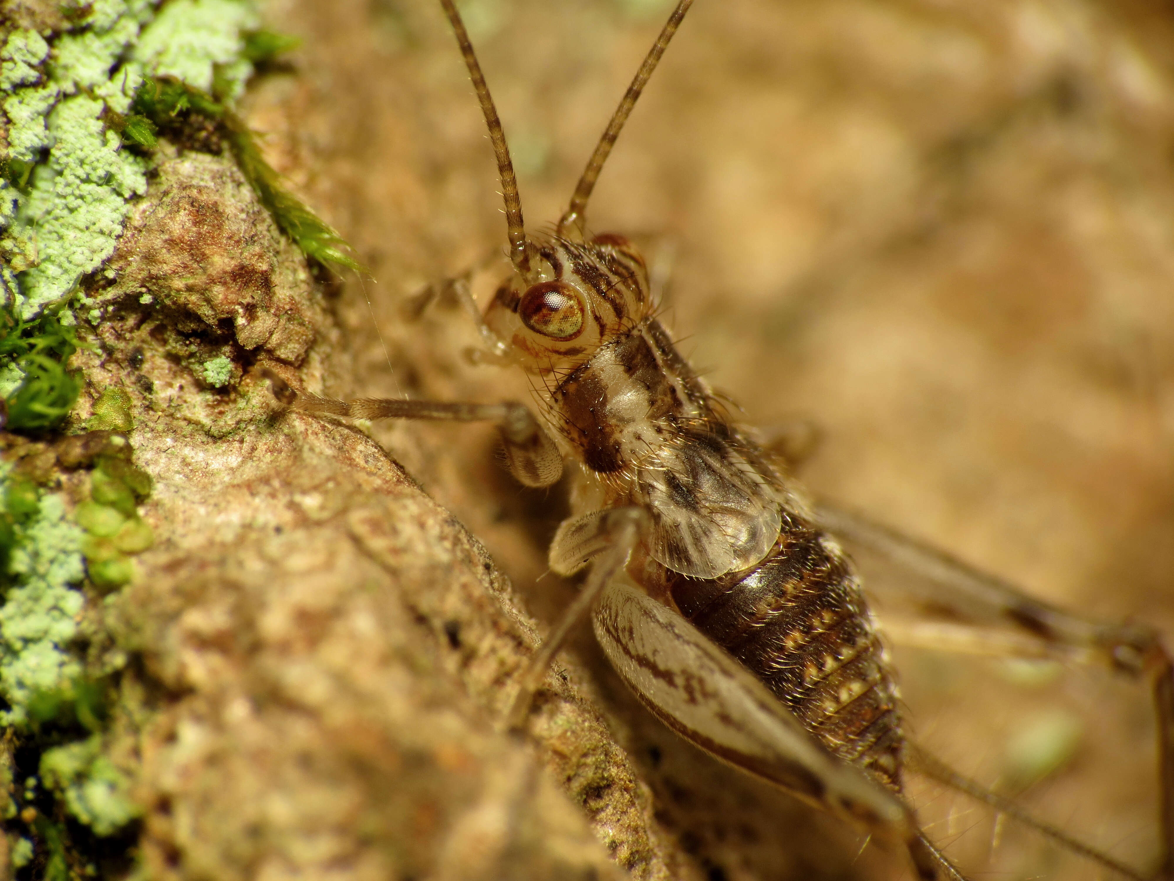 Image of Brown Trigs