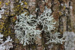 Image of ring lichen