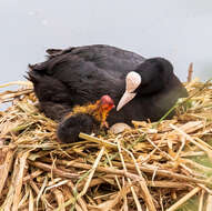 Image of Common Coot