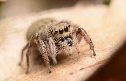 Image of Habronattus coecatus (Hentz 1846)