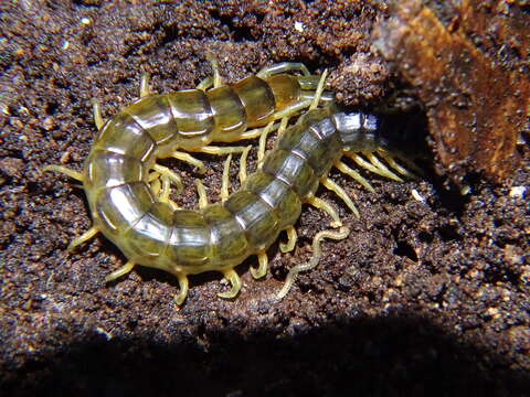 Image of Giant centipede