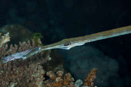 Image of Bluespotted cornetfish