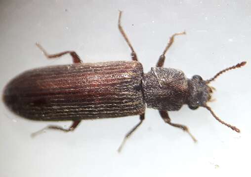 Image of Shiny Powderpost Beetle