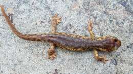 Image of Corsican Brook Salamander