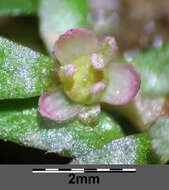 Image of Mudwort