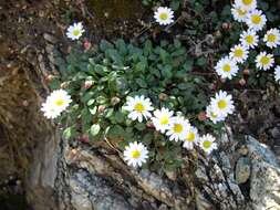 Image de Bellium fausse pâquerette