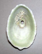 Image of Barbados key-hole limpet