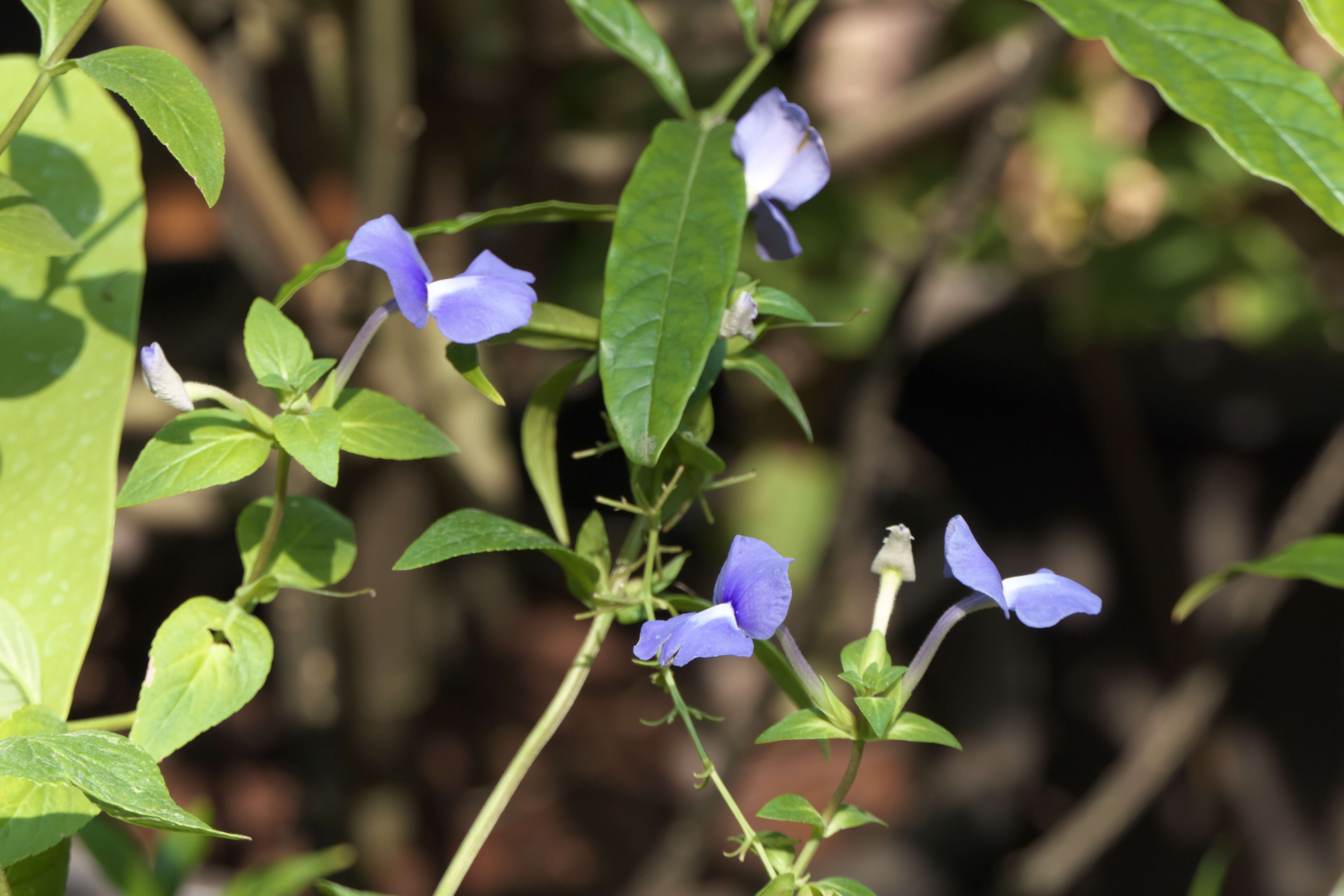 Plancia ëd Achetaria azurea (Linden) V. C. Souza