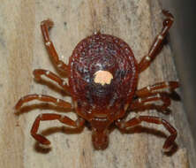 Image of Lone Star Tick