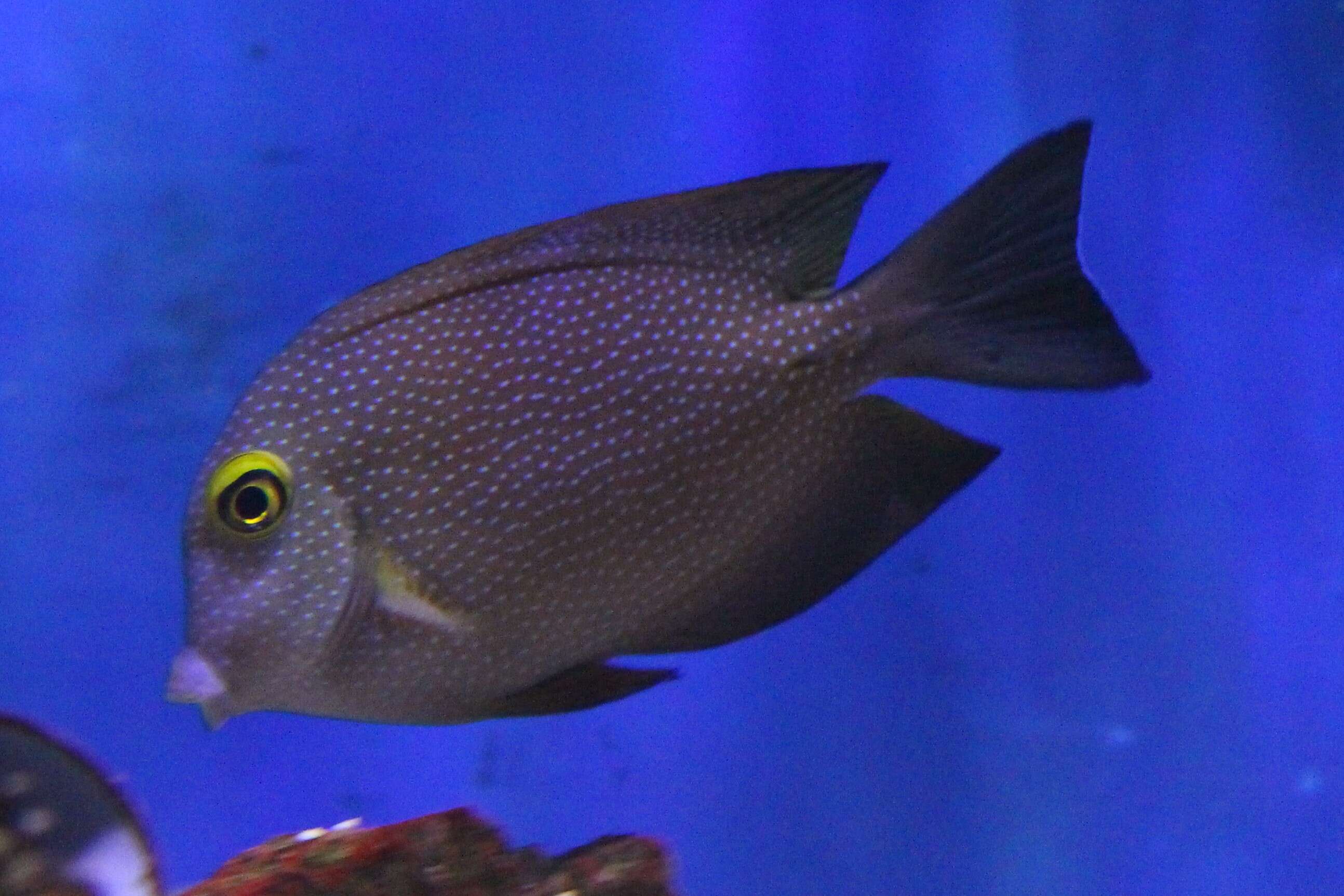 Image of Bristletoothed Surgeonfish