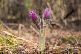 Image of Eastern Pasque Flower